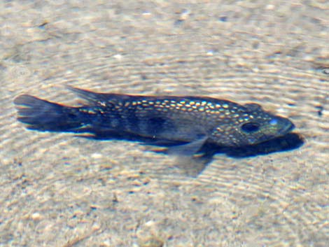 Tropical Aquarium Fish