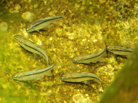 Longfin Dace (Agosia chrysogaster)