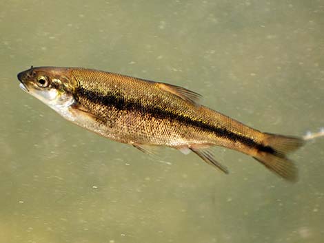 Longfin Dace (Agosia chrysogaster)