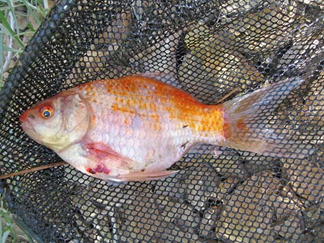 Goldfish (Carassius auratus)