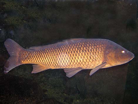 Common Carp (Cyprinus carpio)