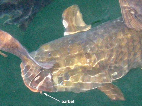 Common Carp (Cyprinus carpio)