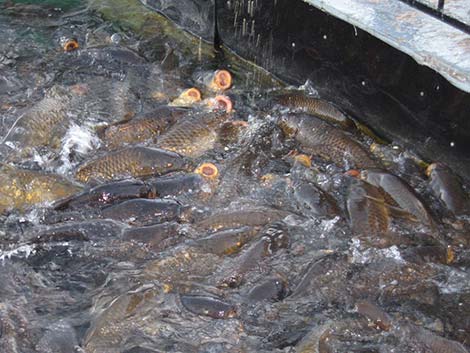 Common Carp (Cyprinus carpio)