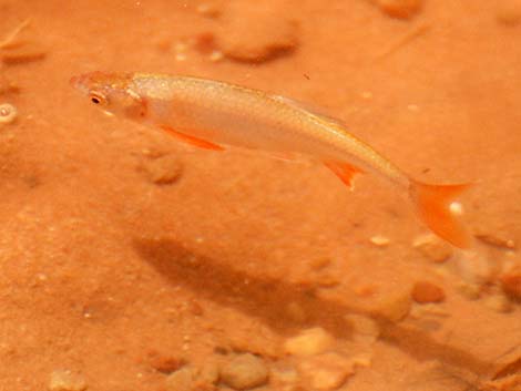 Speckled Dace (Rhinichthys osculus)