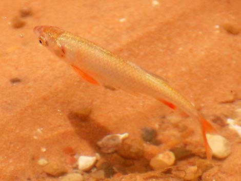 Speckled Dace (Rhinichthys osculus)