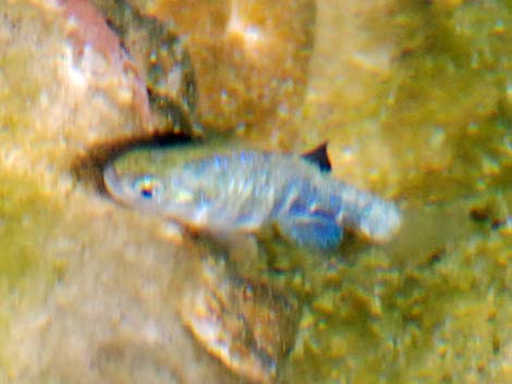 Ash Meadows Amargosa Pupfish (Cyprinodon nevadensis mionectes)