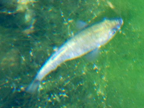 Ash Meadows Amargosa Pupfish (Cyprinodon nevadensis mionectes)