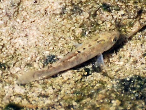 Salt Creek Pupfish (Cyprinodon salinus salinus)