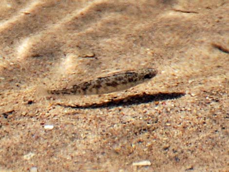 Salt Creek Pupfish (Cyprinodon salinus salinus)