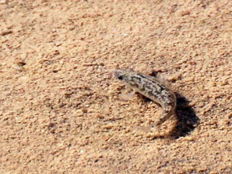 Salt Creek Pupfish (Cyprinodon salinus salinus)