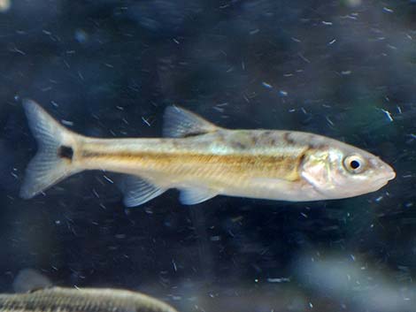 Moapa Dace (Moapa coricea)