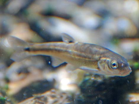 Moapa Dace (Moapa coriacea)