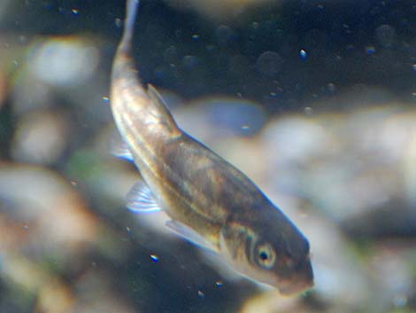 Moapa Dace (Moapa coriacea)