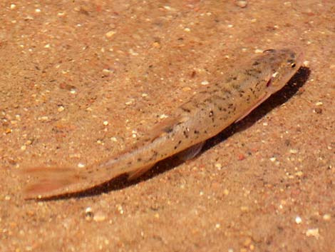 Speckled Dace (Rhinichthys osculus)