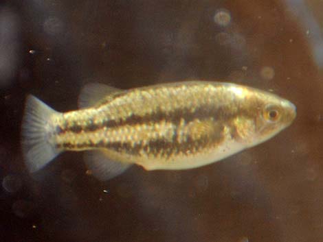 Moapa White River Springfish (Crenichthys baileyi moapae)