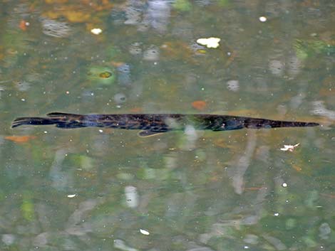 Alligator Gar (Atractosteus spatula)