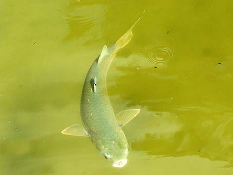 Striped Mullet (Mugil cephalus)