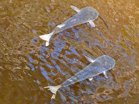 Striped Mullet (Mugil cephalus)