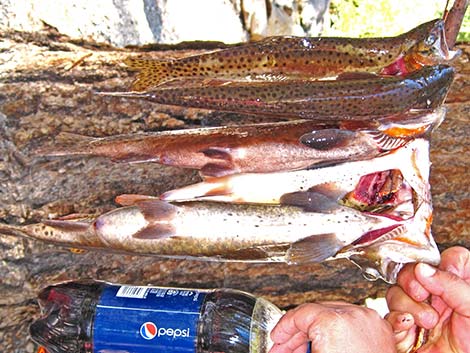 Lahontan Cutthroat Trout (Oncorhynchus clarkii henshawi)