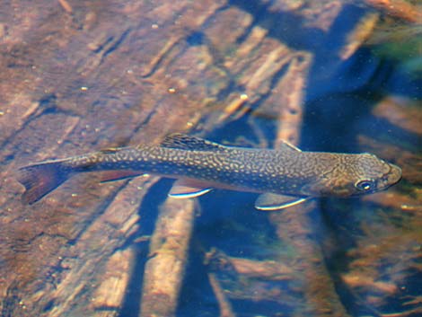 Brook Trout (Salvelinus fontinalis)