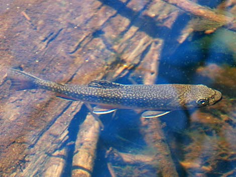 Brook Trout (Salvelinus fontinalis)