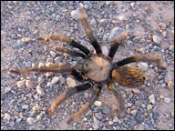 tarantula