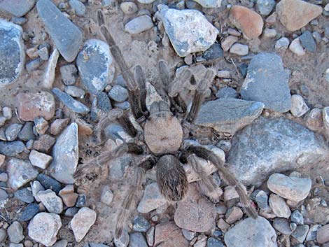 Desert Tarantula (Aphonopelma iodius)