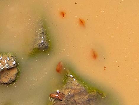 Tadpole Shrimp (Triops newberryi)