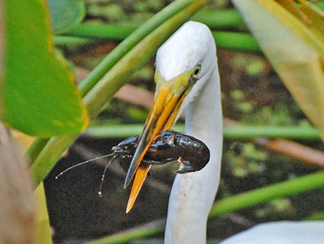 great egret