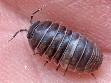 Common Pillbug (Armadillidium vulgare)