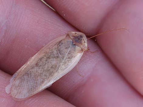 Desert Roach (Arenivaga spp.)