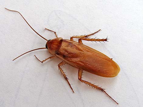 American Cockroach (Periplaneta americana)