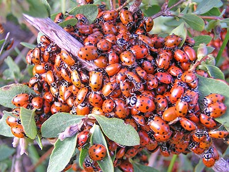 Ladybugs (Family Coccinellidae)