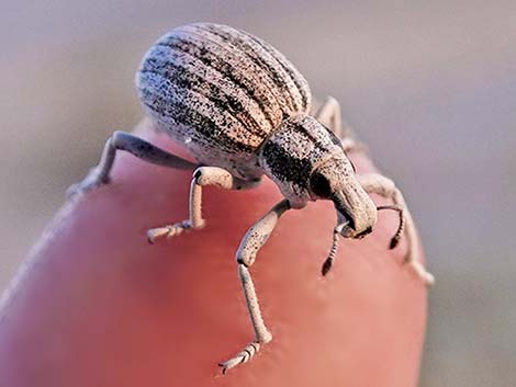 True Weevils (Family Curculionidae)