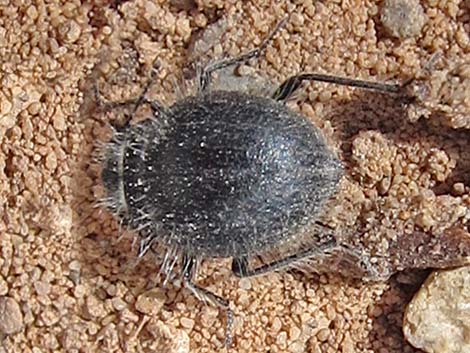 Hairy Darkling Beetle (Edrotes orbus)