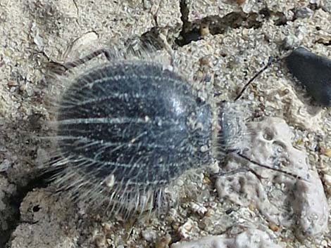 Hairy Darkling Beetle (Edrotes orbus)