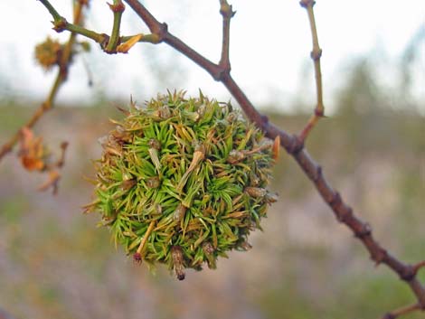 Creosote Gall Midge (Asphondylia auripila)