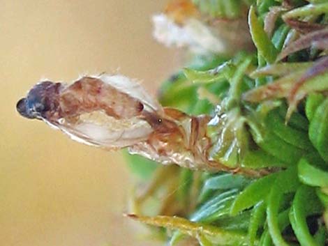 Creosote Gall Midge (Asphondylia auripila)