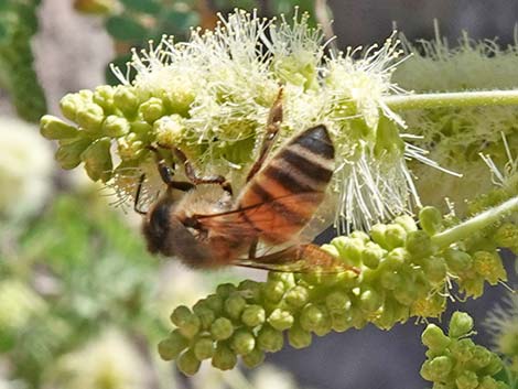 Catclaw Acacia (Acacia greggii)