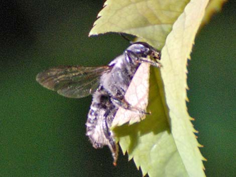 Leaf-cutter Bees (Megachilidae)