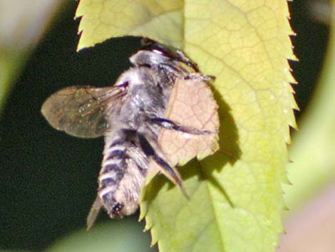 Leaf-cutter Bees (Megachilidae)