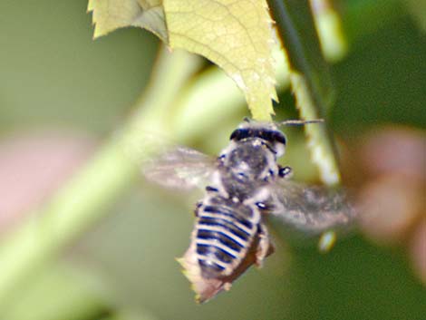 Leaf-cutter Bees (Megachilidae)