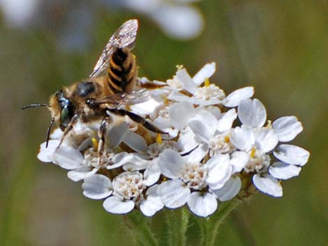 Leaf-cutter Bees (Hymenoptera, Megachilidae)