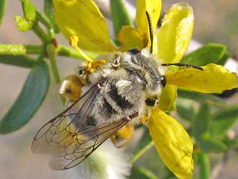 Leaf-cutter Bees (Hymenoptera, Megachilidae)