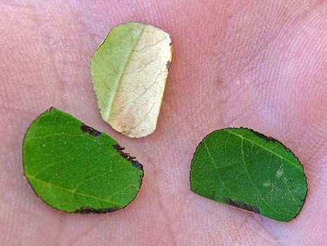 Leaf-cutter Bees (Megachilidae)