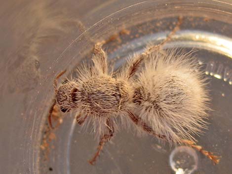 White Velvet Ant (Dasymutilla gloriosa)