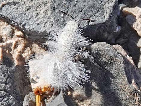 White Velvet Ant (Dasymutilla gloriosa)