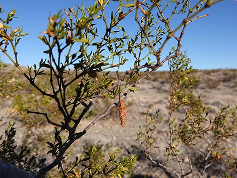 Creosote Bush Bagworm (Thyridopteryx meadii)