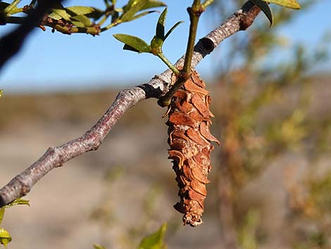 Creosote Bush Bagworm (Thyridopteryx meadii)