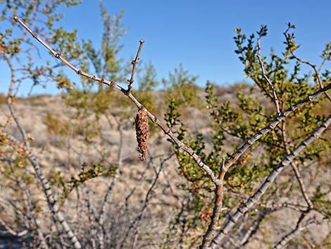 Creosote Bush Bagworm (Thyridopteryx meadii)